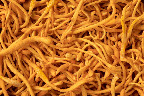 Cordyceps sinensis.png