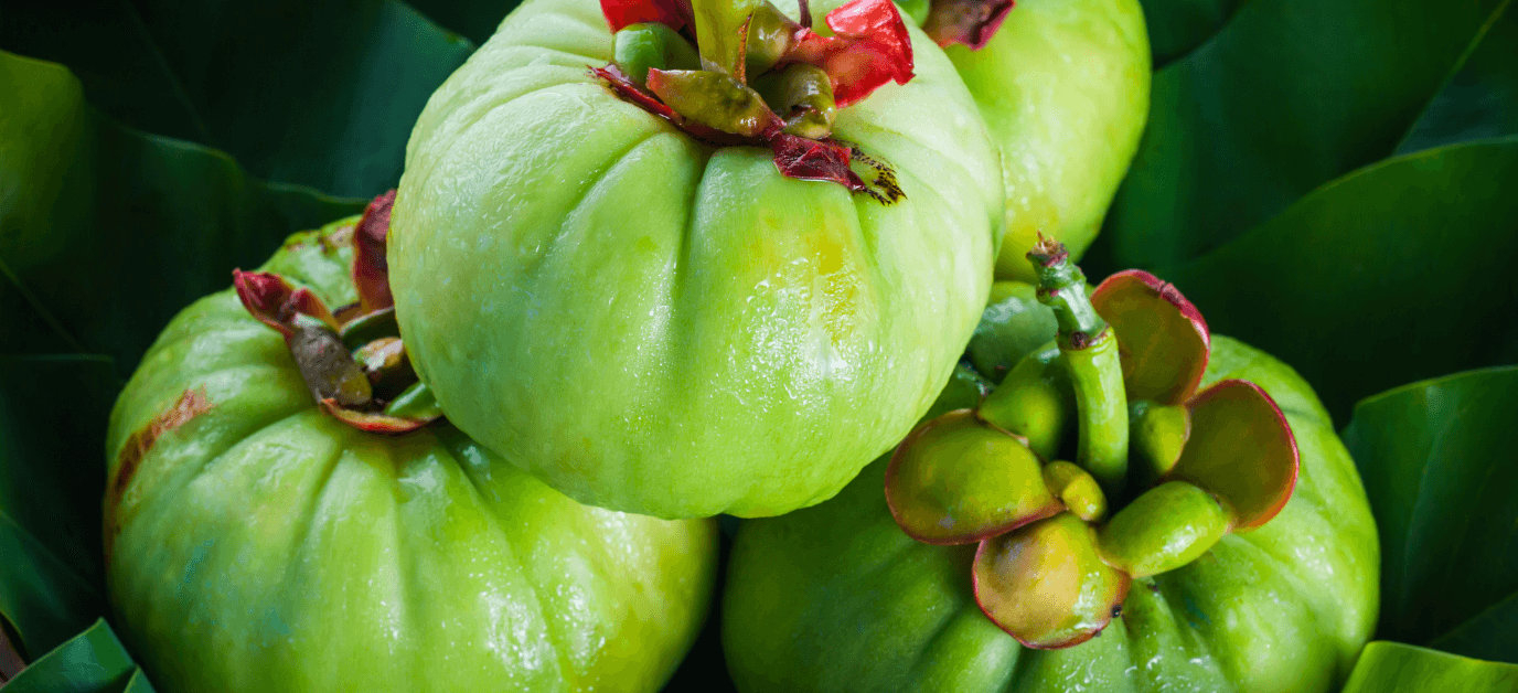 Garcinia cambogia.png