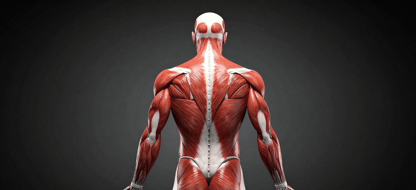 mięśnie.png